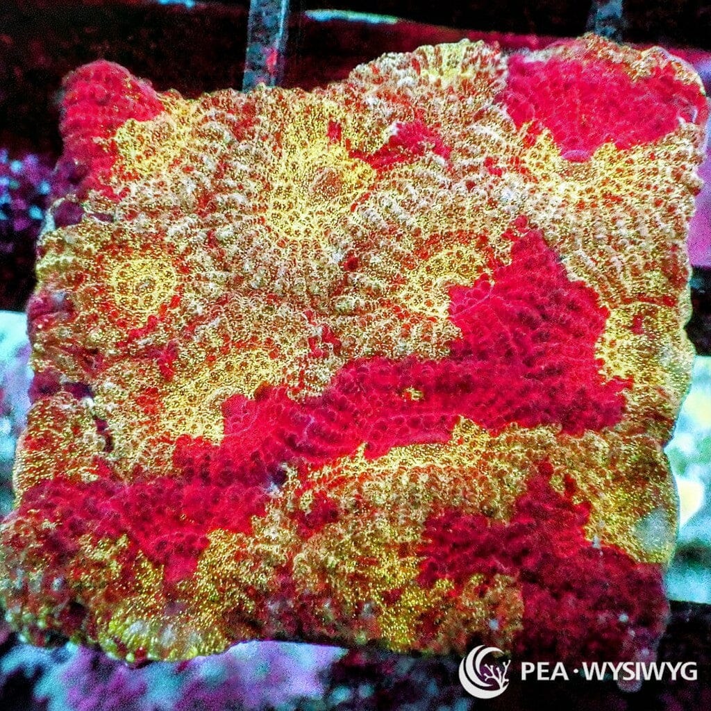 Blood Streaked Gold Favia - WYSIWYG Frag
