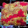 Blood Streaked Gold Favia - WYSIWYG Frag