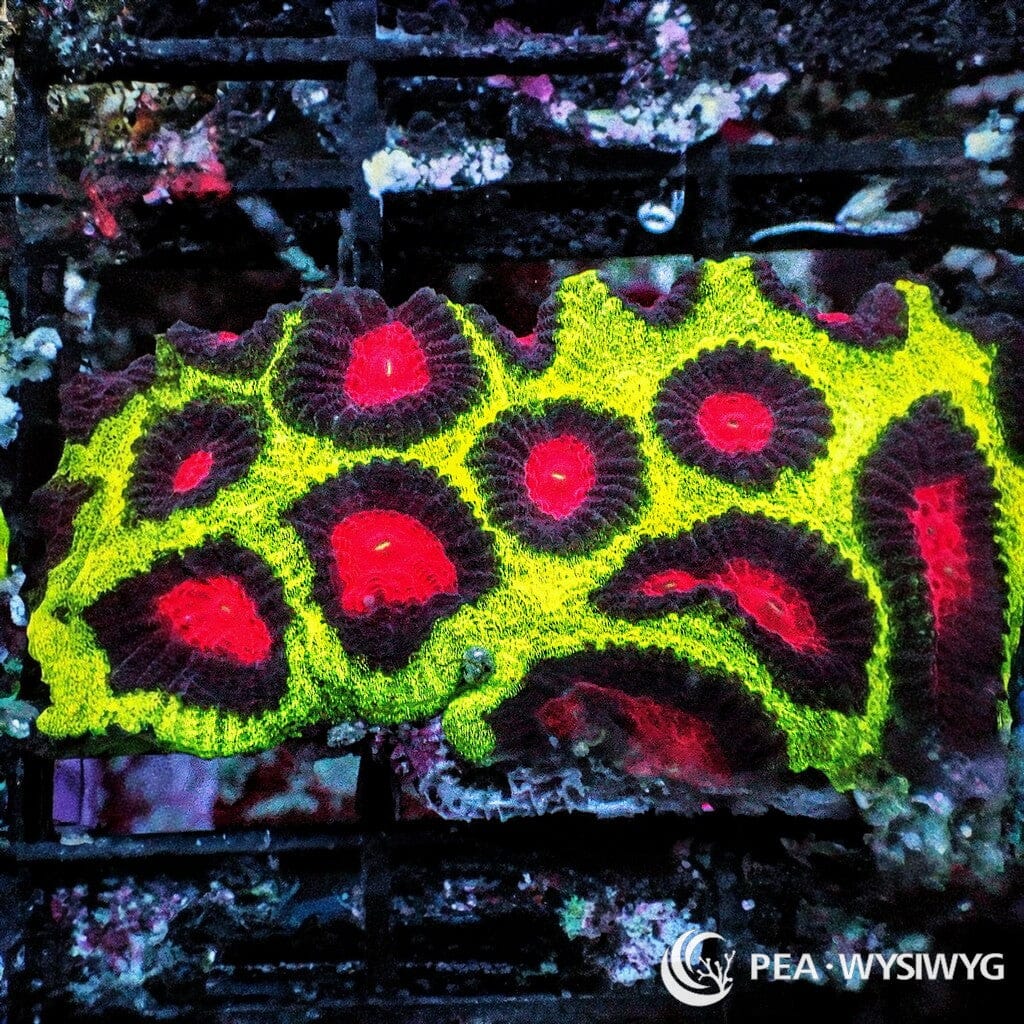 Christmas Favia - WYSIWYG Frag