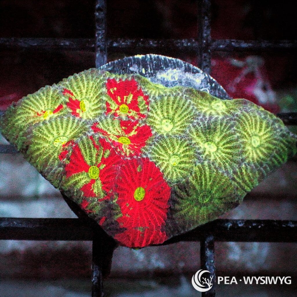 Red Splashed War Coral Favites