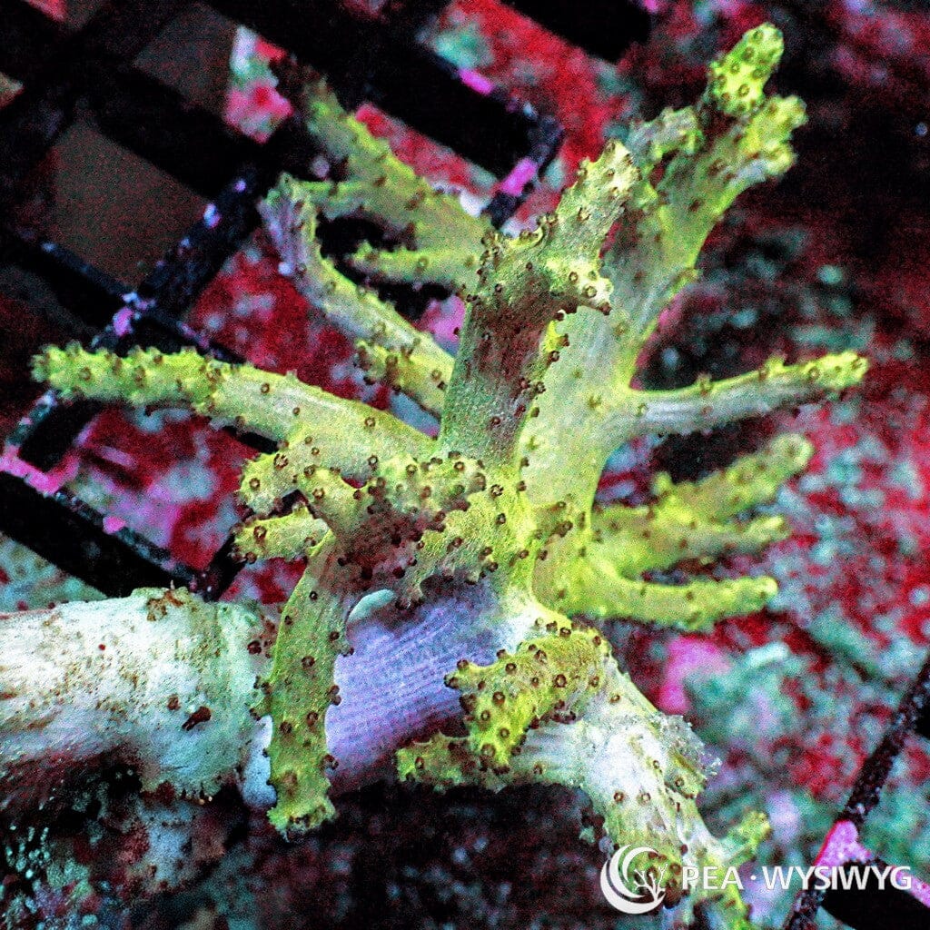Ultra WYSIWYG Frag - Green Sinularia Finger Leather