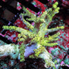 Ultra WYSIWYG Frag - Green Sinularia Finger Leather