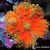 Ultra WYSIWYG Frag - Orange Ricordea yuma