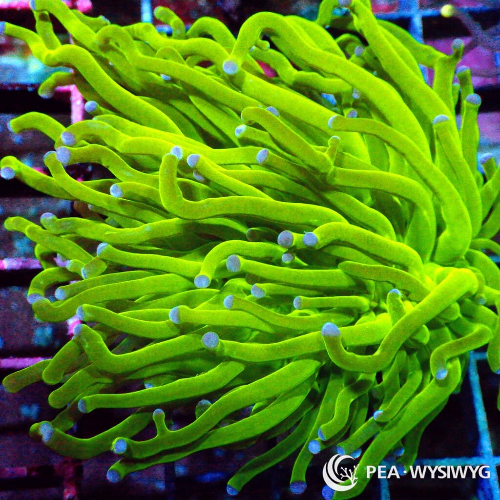 WYSIWYG Torch - Blue tip Lime