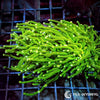 WYSIWYG Torch - Green