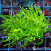 WYSIWYG Torch - Violet Tip Lime 