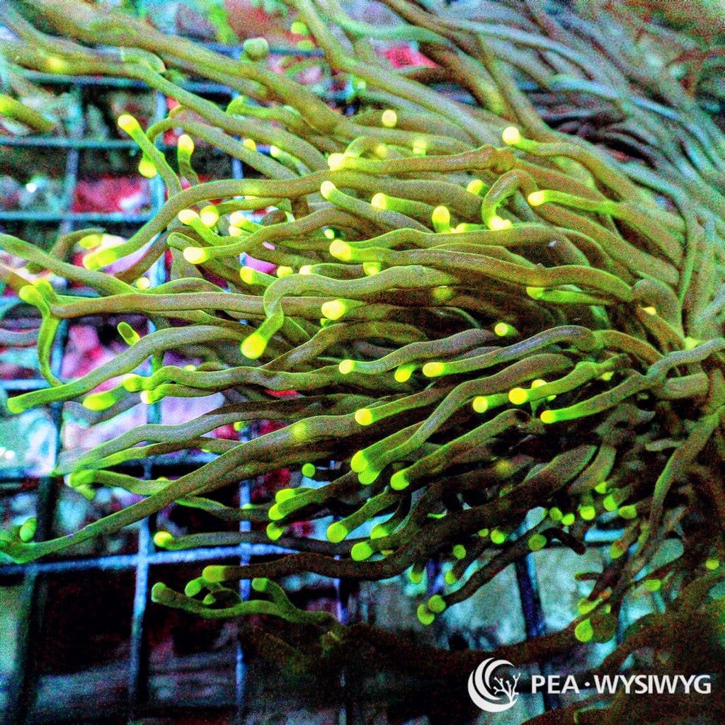WYSIWYG Torch - Yellow tip Green