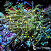 WYSIWYG Torch - Yellow tip Green