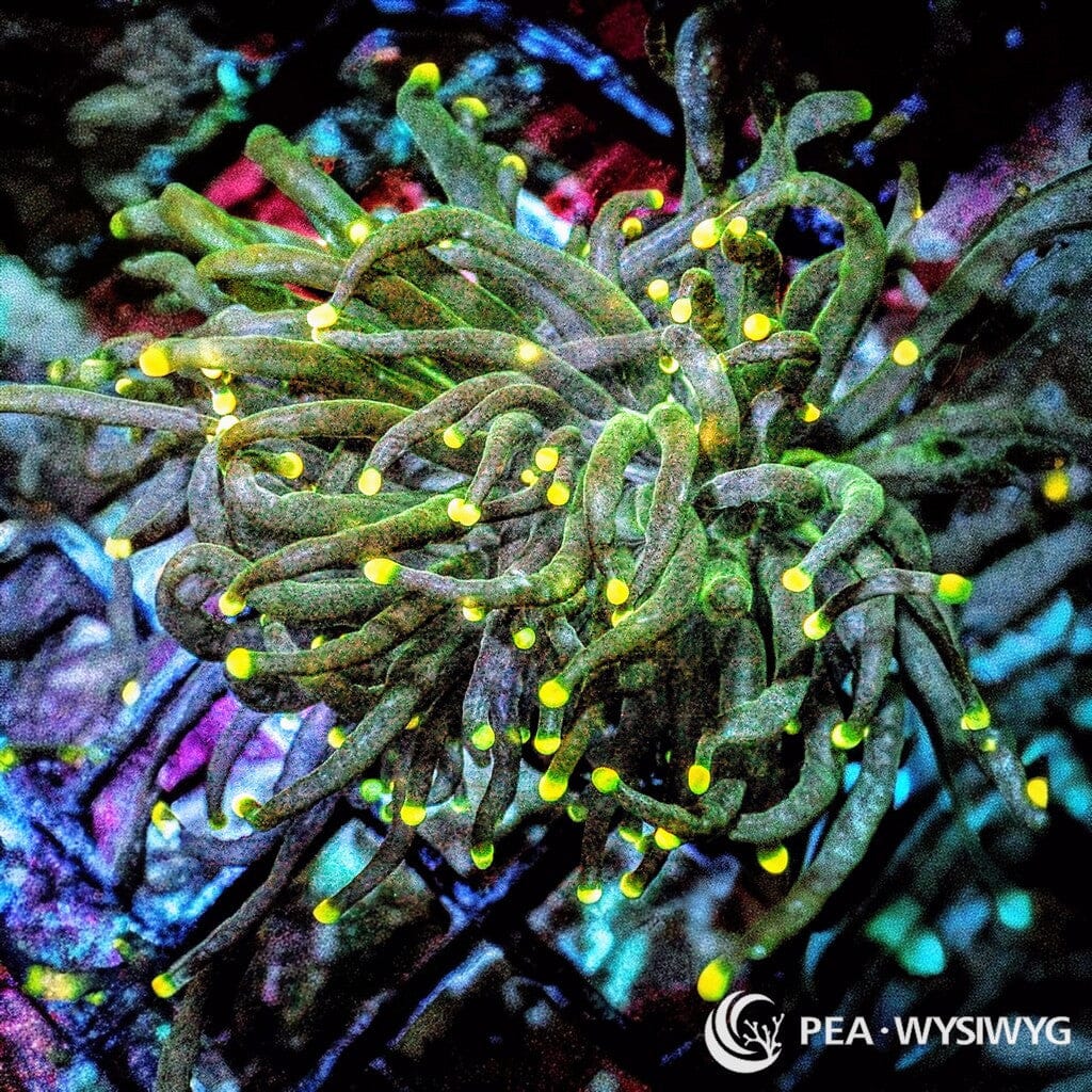 WYSIWYG Torch - Yellow tip Green