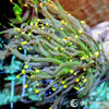 WYSIWYG Torch - Yellow tip Green - Euphyllia