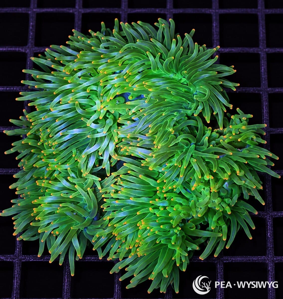 XL Orange Tip Bubble Tip Anemone (Entacmaea quadricolor) displaying a dense mass of flowing emerald-green tentacles with small golden-orange tips. Large WYSIWYG specimen photographed at Pacific East Aquaculture.
