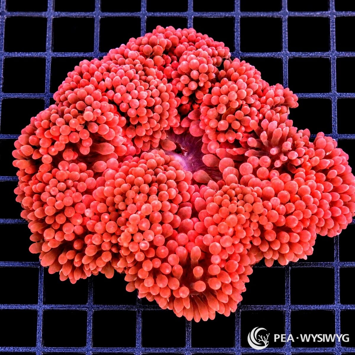 XL Red Rose Bubble Tip Anemone (Entacmaea quadricolor) displaying densely clustered rose-red and coral-pink tentacles with prominent rounded bubble tips and a darker reddish-purple center. WYSIWYG specimen photographed at Pacific East Aquaculture.