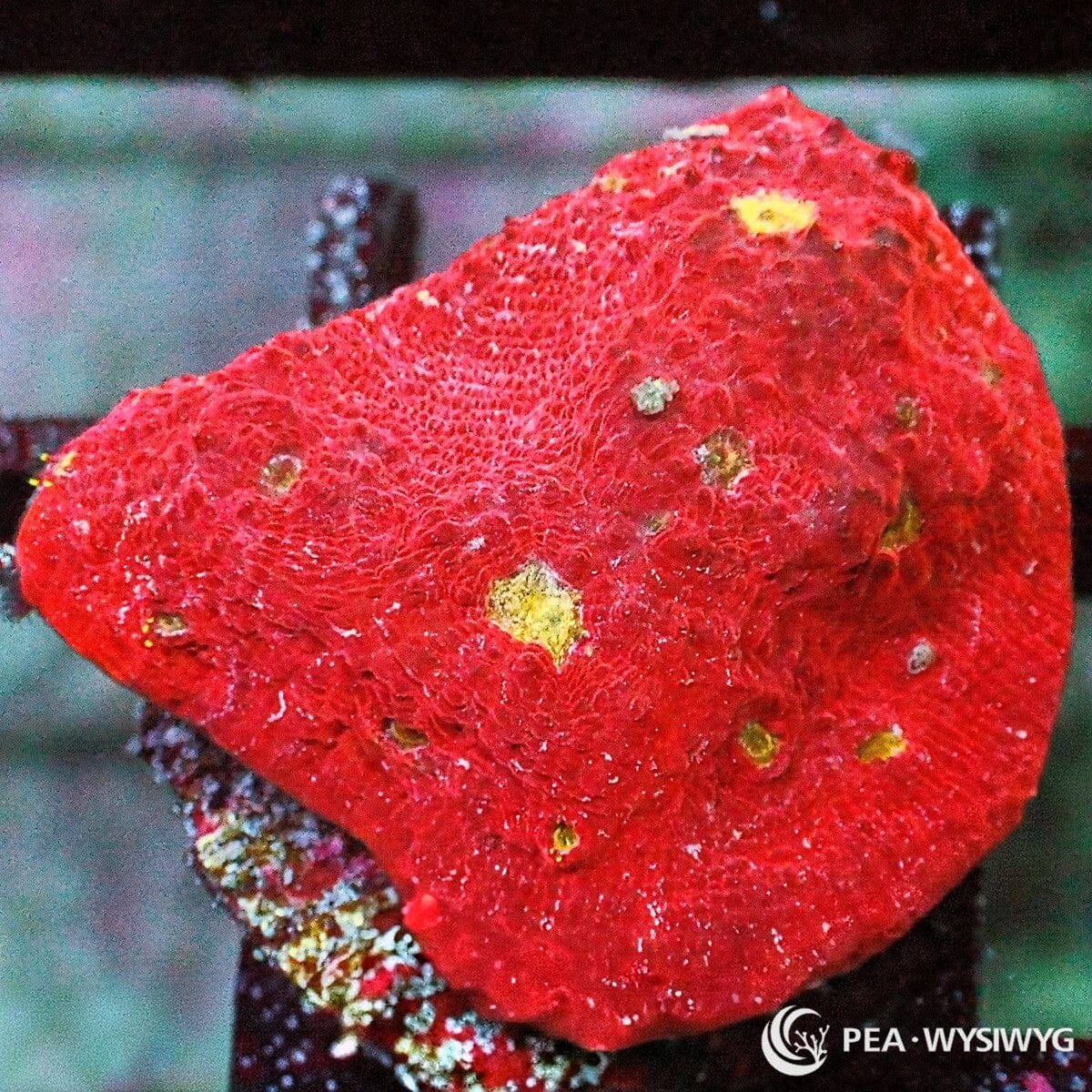 Yellow Belly Chalice Echinophyllia sp. WYSIWYG coral frag with rich red tissue, yellow gold eye accents, and textured chalice growth