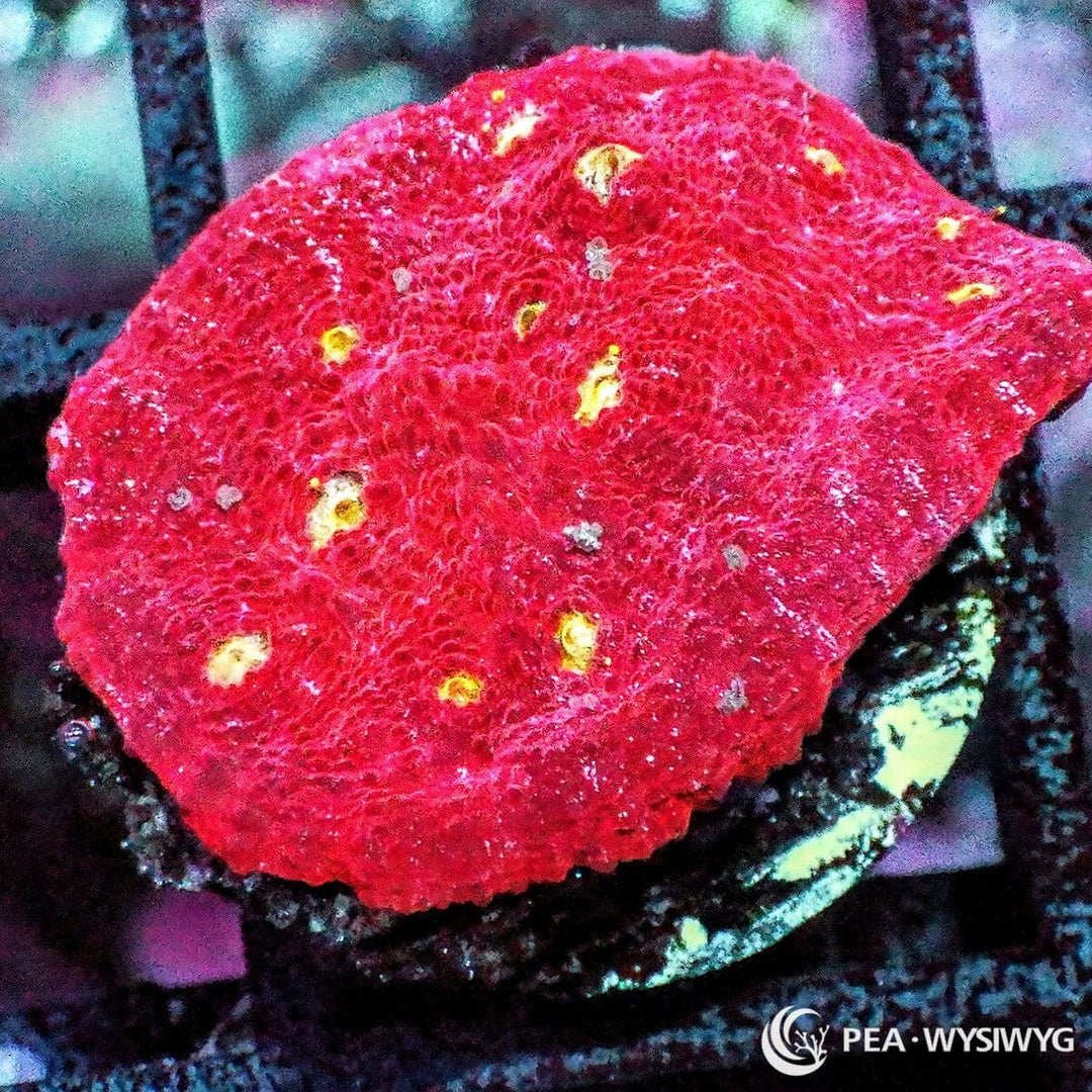 Yellow Belly Chalice coral WYSIWYG frag with bright red tissue and glowing yellow eyes under reef lighting
