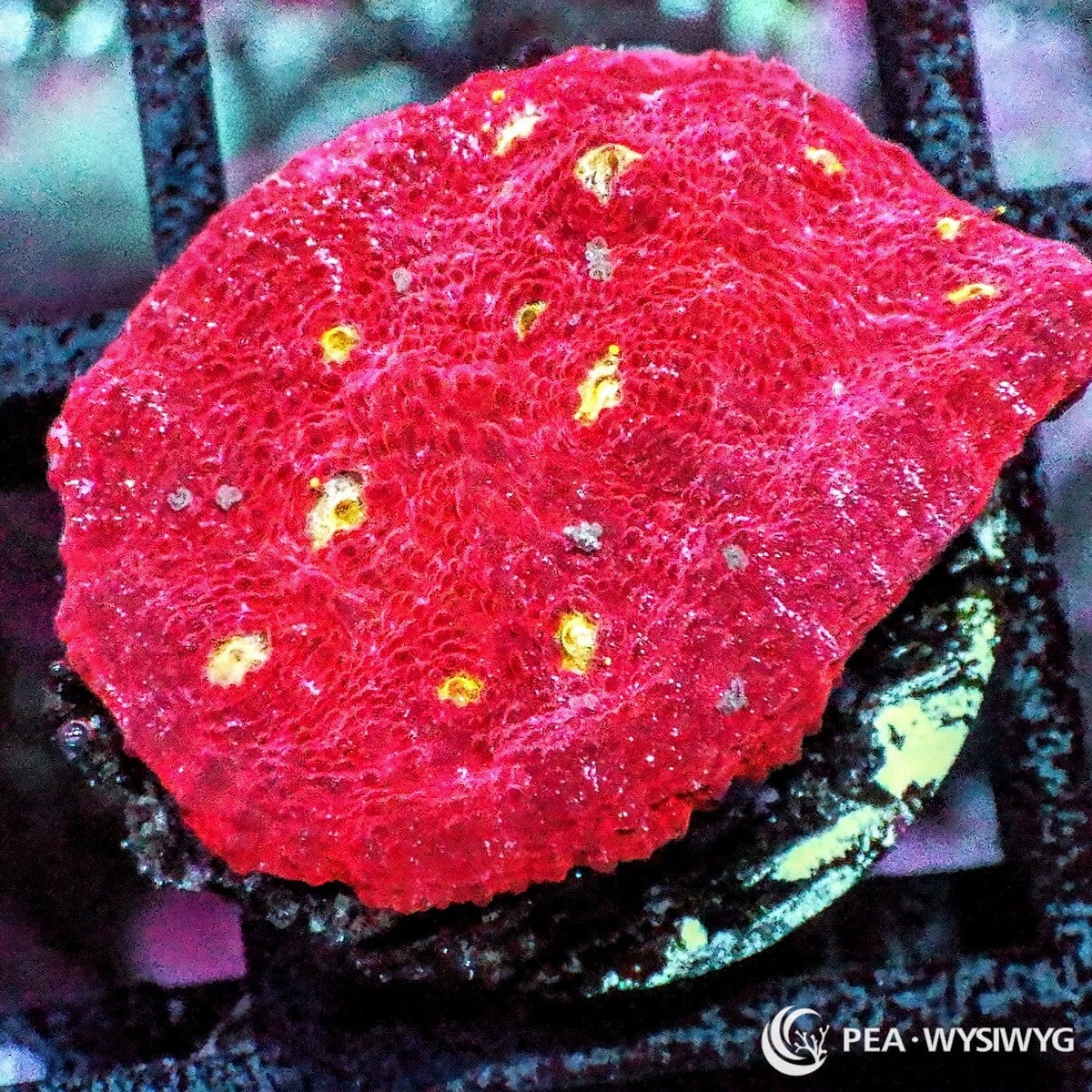 Yellow Belly Chalice coral WYSIWYG frag with bright red tissue and glowing yellow eyes under reef lighting