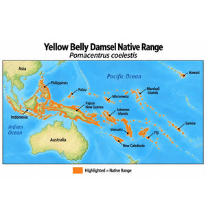 Yellow Belly Damsel (Pomacentrus coelestis) native range map highlighting its Indo-Pacific distribution in orange, including Indonesia, the Philippines, Papua New Guinea, and western and central Pacific island regions.