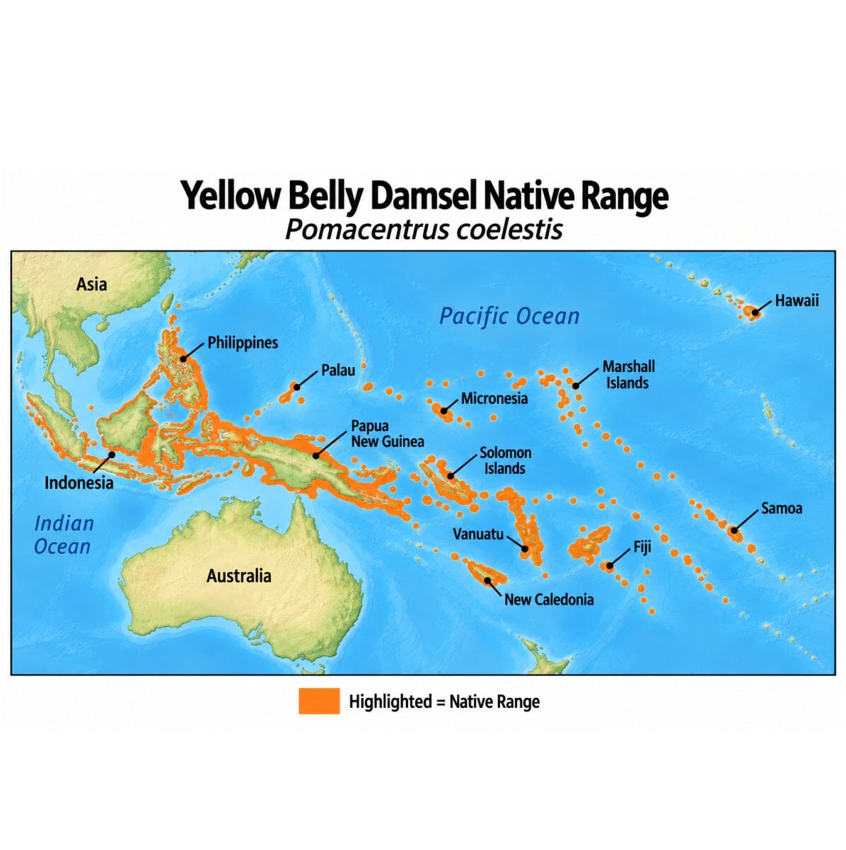 Yellow Belly Damsel (Pomacentrus coelestis) native range map highlighting its Indo-Pacific distribution in orange, including Indonesia, the Philippines, Papua New Guinea, and western and central Pacific island regions.