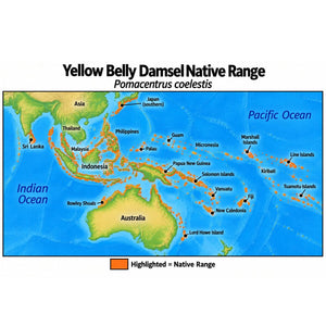 Native range map of Yellow Belly Damsel (Pomacentrus coelestis), highlighting its Indo-Pacific distribution from Sri Lanka east to the Line and Tuamotu Islands, north to southern Japan, and south to Rowley Shoals and Lord Howe Island.