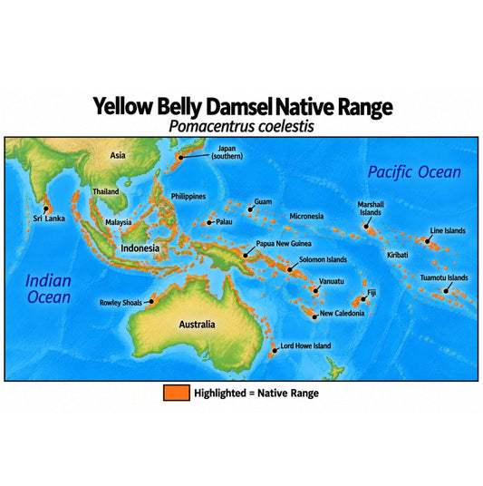 Native range map of Yellow Belly Damsel (Pomacentrus coelestis), highlighting its Indo-Pacific distribution from Sri Lanka east to the Line and Tuamotu Islands, north to southern Japan, and south to Rowley Shoals and Lord Howe Island.