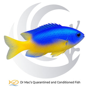 Yellow Belly Damsel Pomacentrus coelestis with electric blue upper body, bright yellow belly and yellow tail
