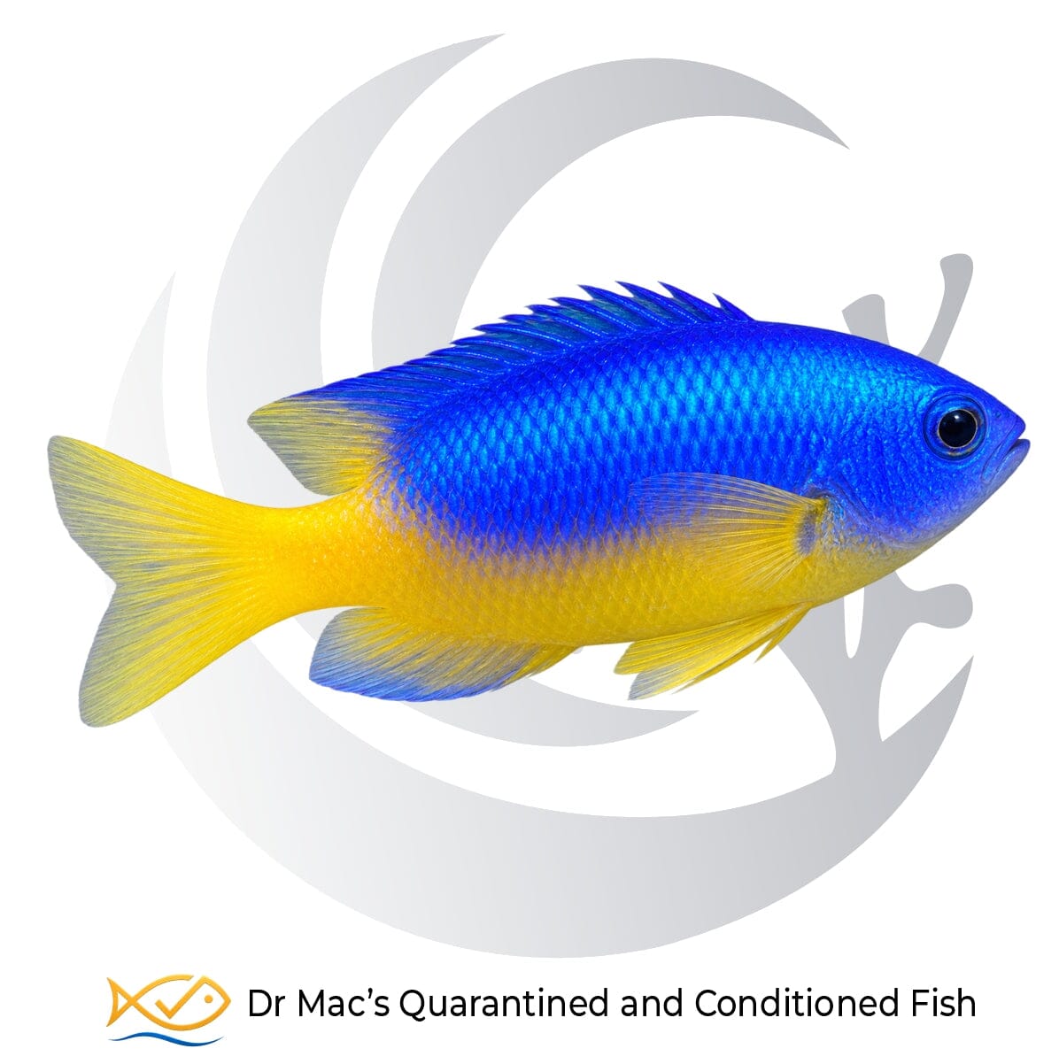 Yellow Belly Damsel Pomacentrus coelestis with electric blue upper body, bright yellow belly and yellow tail