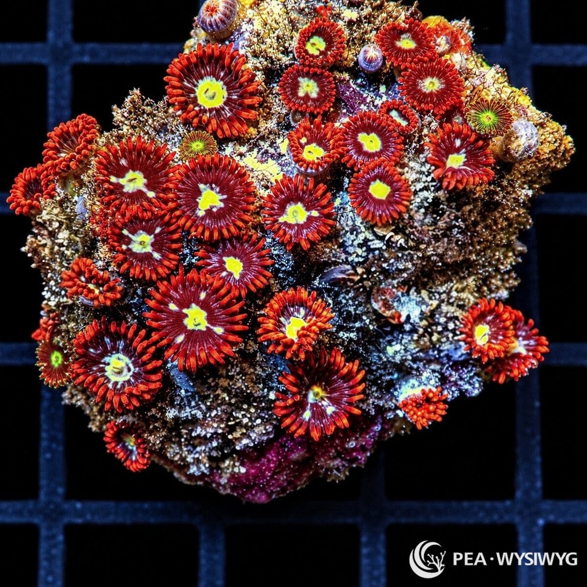Yellow Belly Zoanthids Zoanthus sp. WYSIWYG coral with burgundy-red centers, bright yellow-green mouths, and vivid red-orange skirts