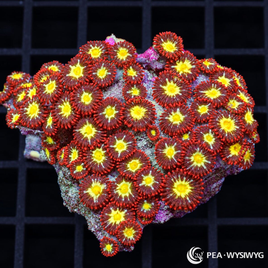 Yellow Belly Zoanthids Zoanthus sp. WYSIWYG colony with bright fluorescent yellow centers and deep red-burgundy skirts