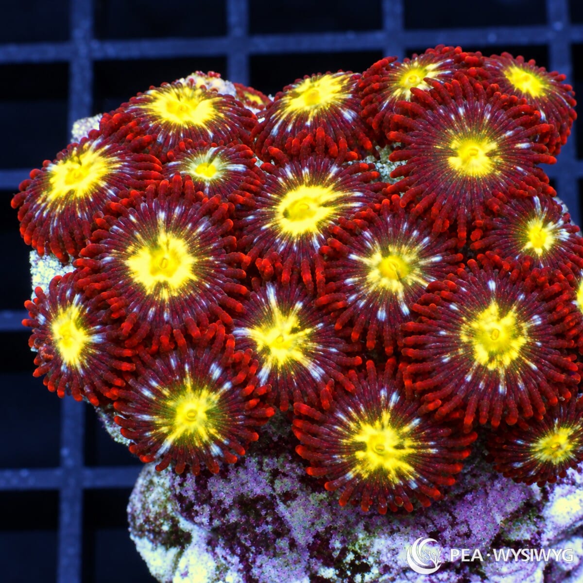 Yellow Belly Zoanthids Zoanthus sp. with burgundy-red polyps, deep red skirts, fluorescent yellow centers, and pale blue-white radial highlights