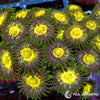 Yellow Belly Zoanthids WYSIWYG aquacultured coral from Pacific East Aquaculture