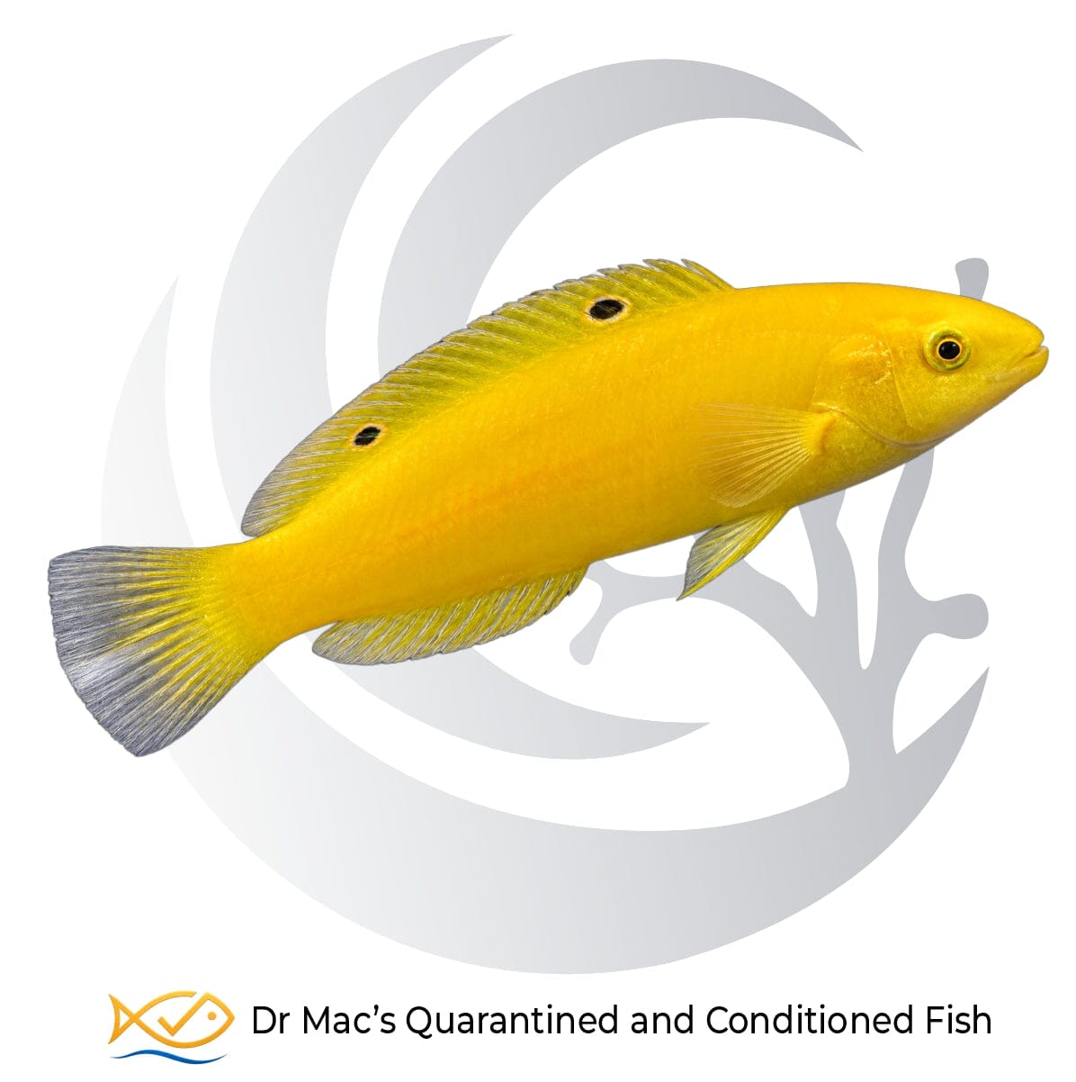Yellow Chrysus Wrasse Halichoeres chrysus with brilliant yellow body and two contrasting black dorsal fin spots