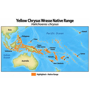 Yellow Chrysus Wrasse (Halichoeres chrysus) native range map highlighting its Indo-Pacific distribution in orange, including Indonesia, the Philippines, Papua New Guinea, and Pacific island regions.