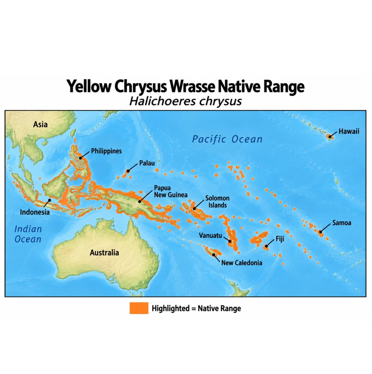 Yellow Chrysus Wrasse (Halichoeres chrysus) native range map highlighting its Indo-Pacific distribution in orange, including Indonesia, the Philippines, Papua New Guinea, and Pacific island regions.