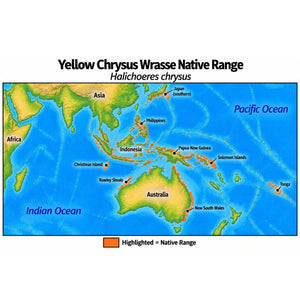 Native range map of Yellow Chrysus Wrasse (Halichoeres chrysus), highlighting its distribution from Christmas Island and Indonesia through the western Pacific to the Solomon Islands and Tonga, north to southern Japan, and south to Rowley Shoals and New South Wales, Australia.