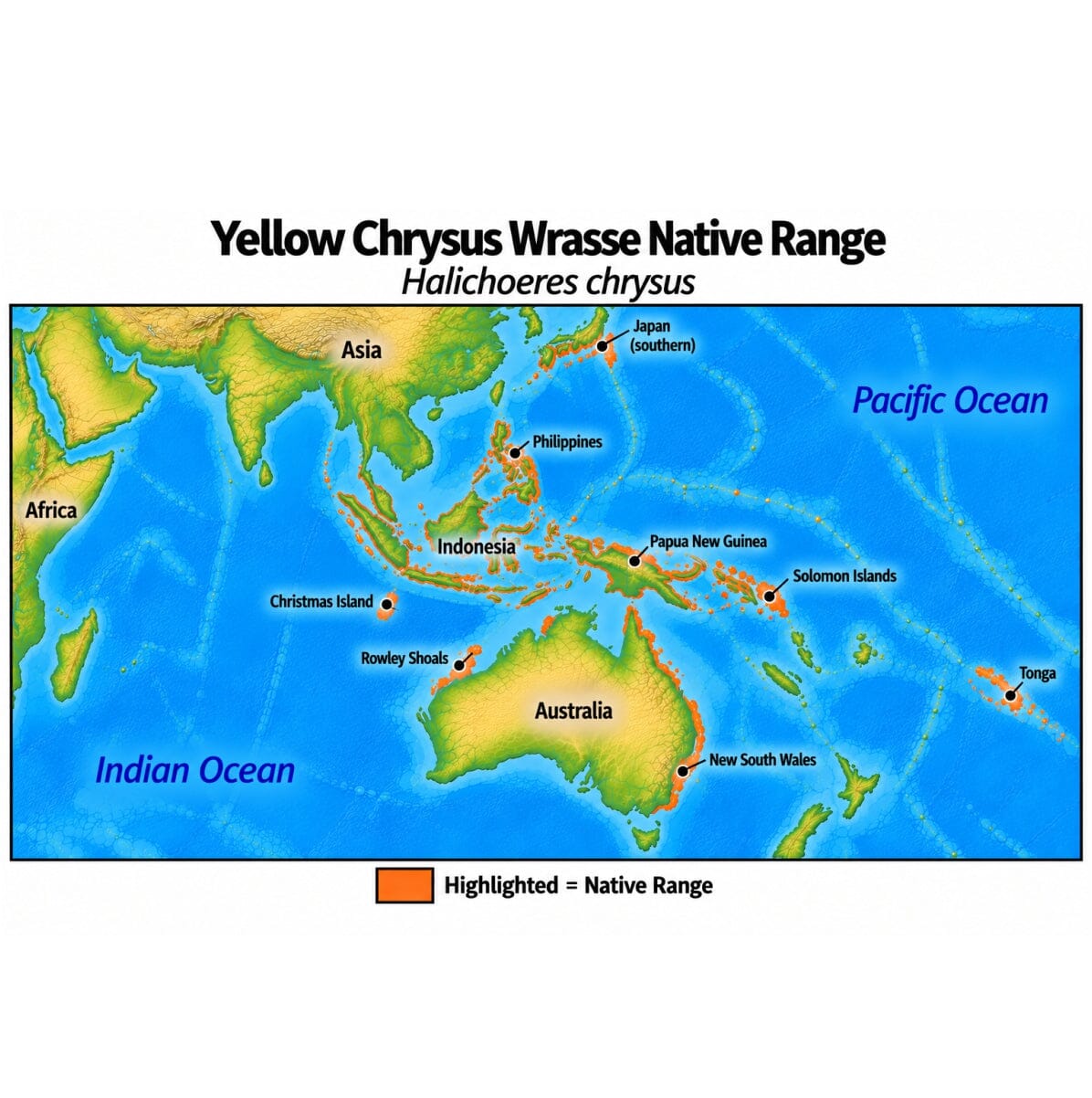 Native range map of Yellow Chrysus Wrasse (Halichoeres chrysus), highlighting its distribution from Christmas Island and Indonesia through the western Pacific to the Solomon Islands and Tonga, north to southern Japan, and south to Rowley Shoals and New South Wales, Australia.