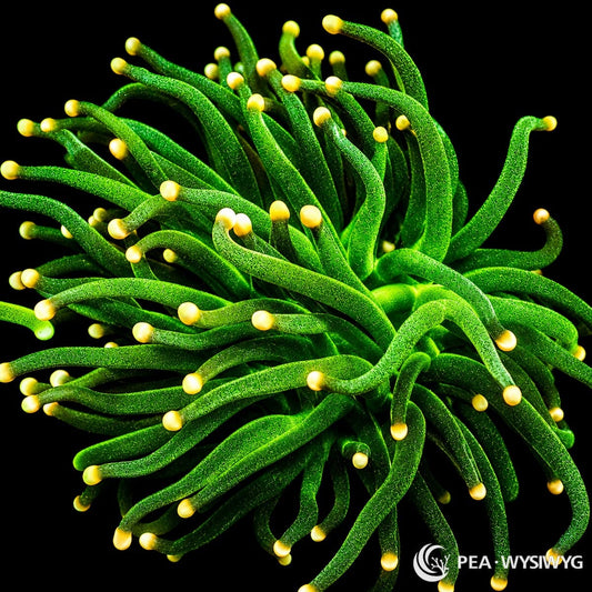 WYSIWYG Yellow Daisies Torch Euphyllia coral with bright green tentacles and golden yellow tips