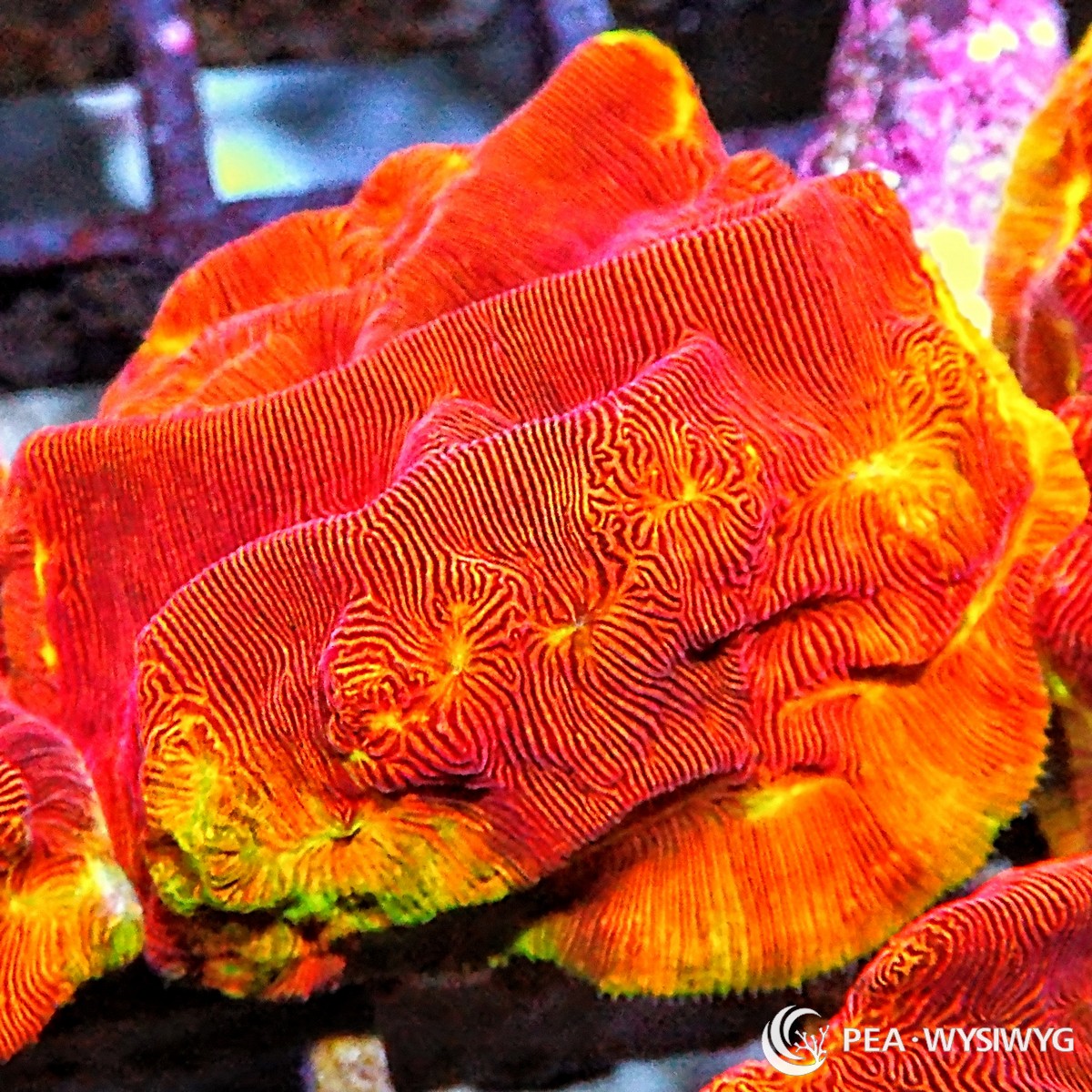Yellow Edge Blood Orange Leptoseris coral with orange body and yellow edge, WYSIWYG under $25 reef coral frag