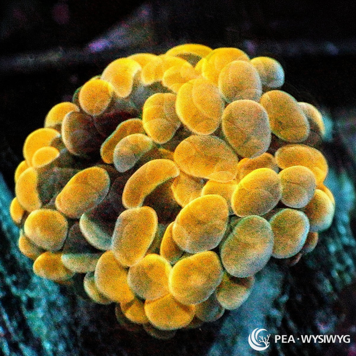 Yellow Gold Branching Hammer Fimbriaphyllia paraancora WYSIWYG coral frag with golden yellow tentacles, soft green undertones, and rounded hammer tips