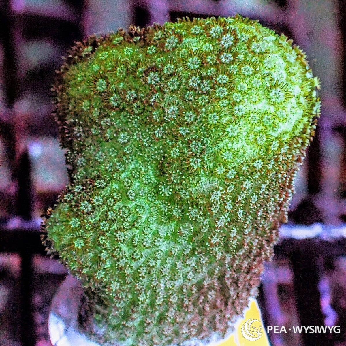 Yellow Green Branching Porites Porites sp. WYSIWYG coral frag with lime green coloration and fine extended polyps
