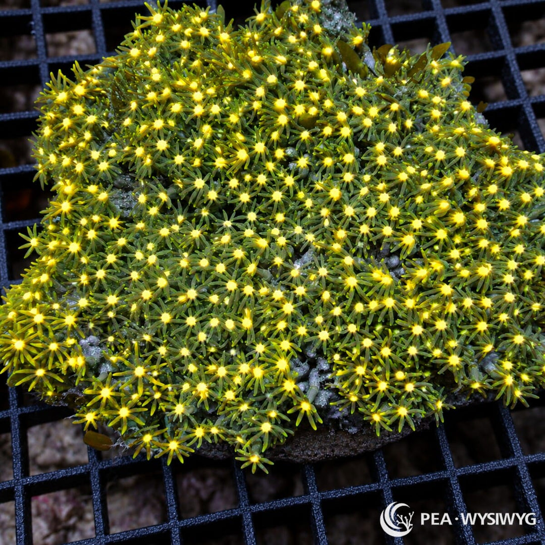 Yellow Green Center Green Star Polyps Pachyclavularia violacea colony with olive-green tentacles and fluorescent yellow-green centers