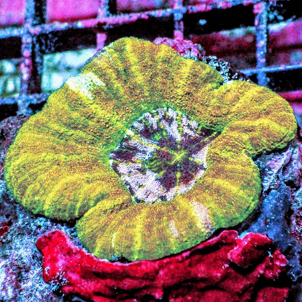 Yellow Green Pink Mini Scolymia Homophyllia australis WYSIWYG LPS coral