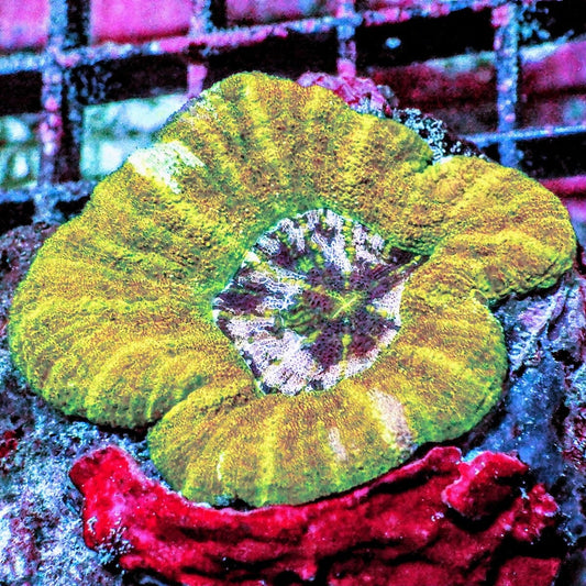 Yellow Green Pink Mini Scolymia Homophyllia australis WYSIWYG LPS coral