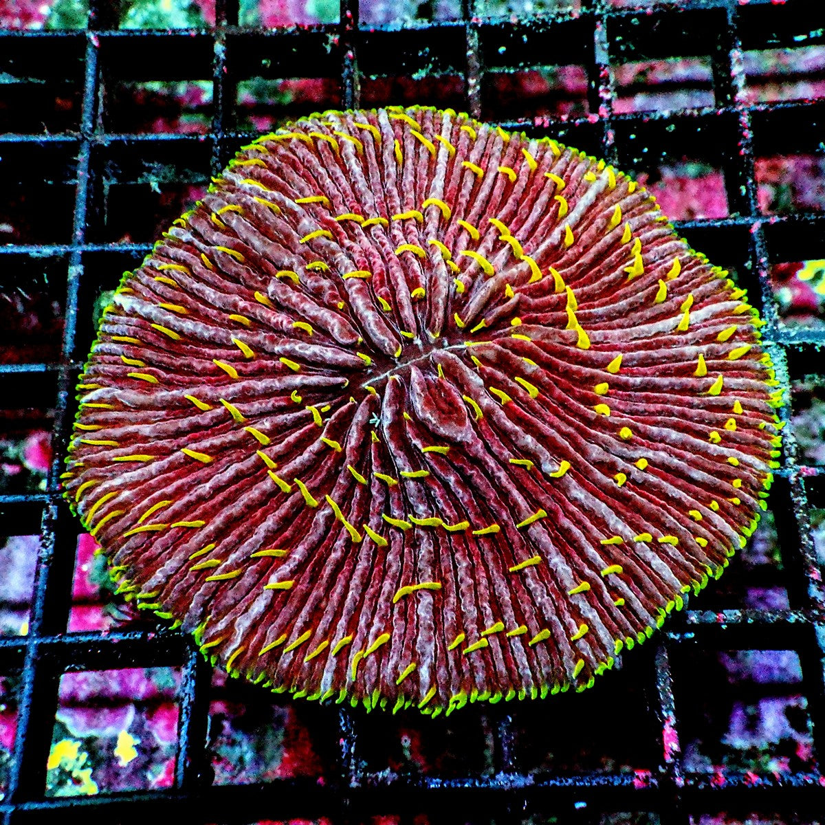 Yellow Green Polyp Fungia Fungia species WYSIWYG LPS plate coral