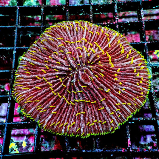 Yellow Green Polyp Fungia Fungia species WYSIWYG LPS plate coral