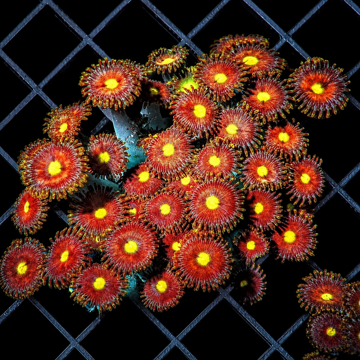 Yellow Mouth Brick Red Zoanthids Zoanthus sp. WYSIWYG coral with red polyps and yellow centers