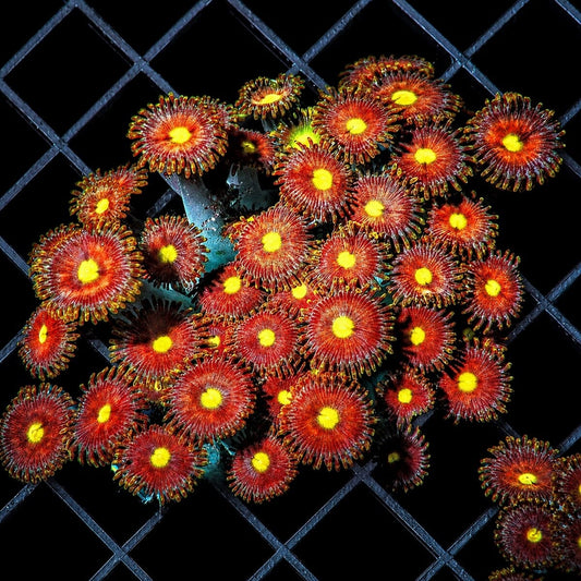 Yellow Mouth Brick Red Zoanthids Zoanthus sp. WYSIWYG coral with red polyps and yellow centers