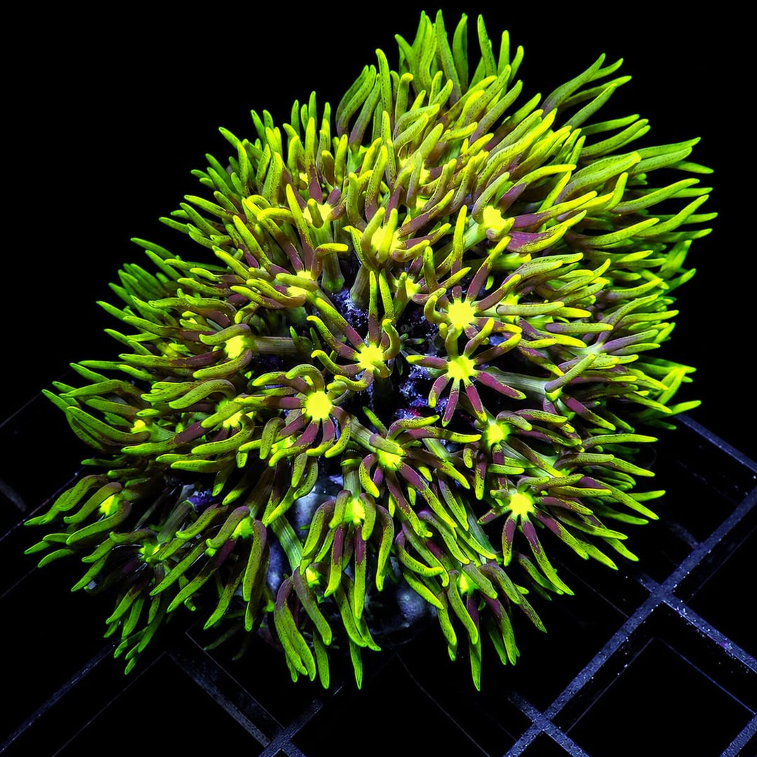 Yellow Mouth Bright Green Star Polyps Pachyclavularia violacea WYSIWYG soft coral