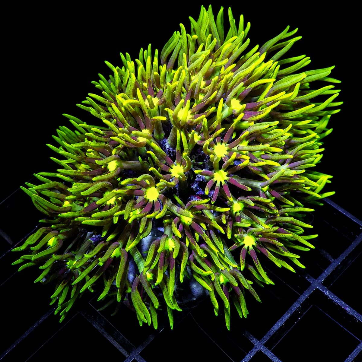 Yellow Mouth Bright Green Star Polyps Pachyclavularia violacea WYSIWYG soft coral