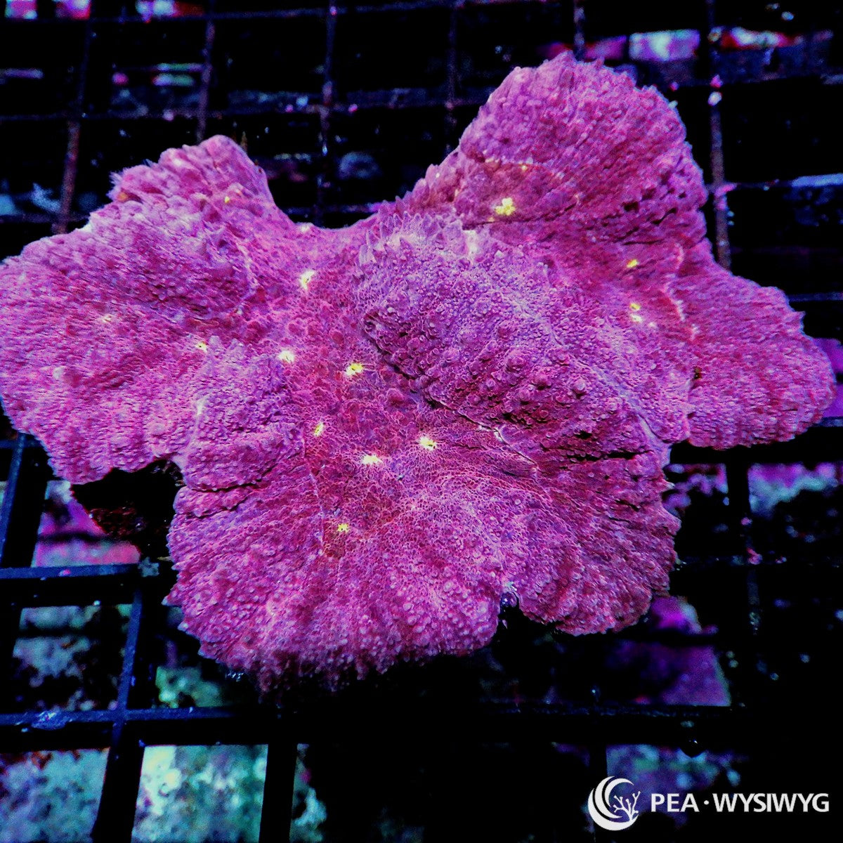 Yellow Mouth Maroon Lobophyllia sp. WYSIWYG LPS coral colony with purple maroon fleshy tissue and bright yellow mouths