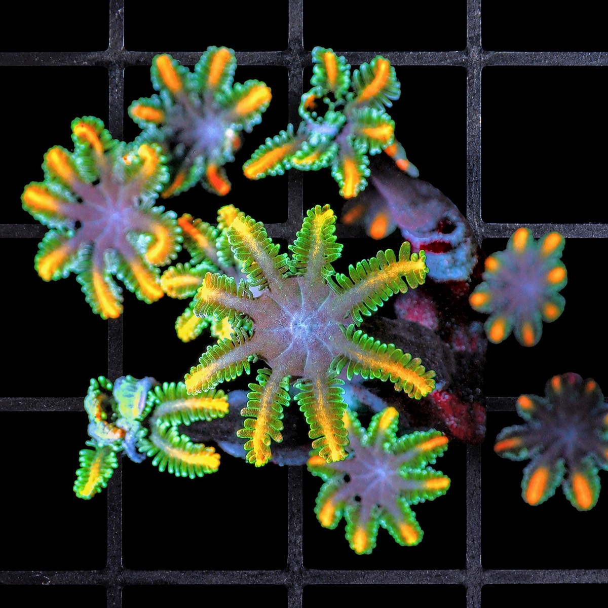 ellow Orange Clove Polyps Clavularia sp. WYSIWYG soft coral with green and orange star polyps