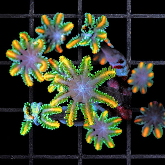 ellow Orange Clove Polyps Clavularia sp. WYSIWYG soft coral with green and orange star polyps
